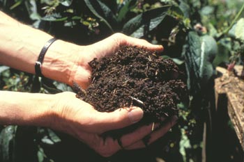 Adding Organic Matter in Soil has a limited effect on soil’s water holding capacity