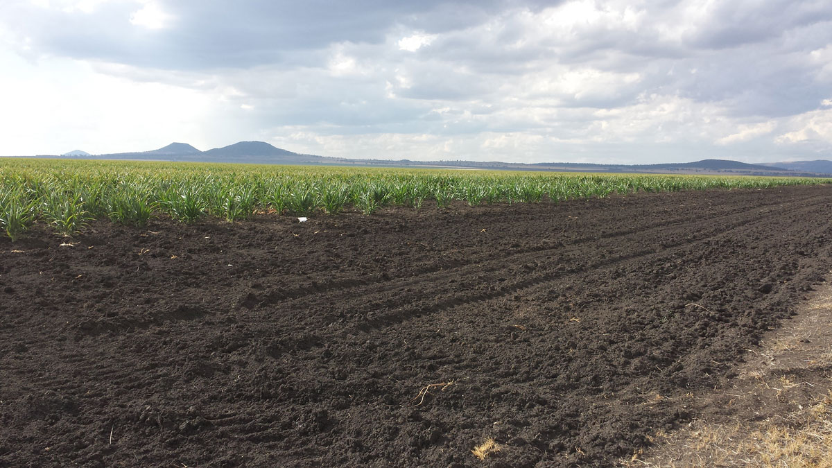 Best paper 2016: Farm-scale soil carbon auditing